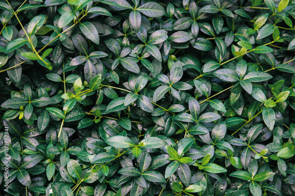 Obraz premium Nature summer background with green wet leaves