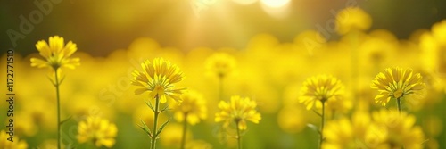 Yellow oilseed rape flowers in morning sunlight, sunlight, colorful, yellow