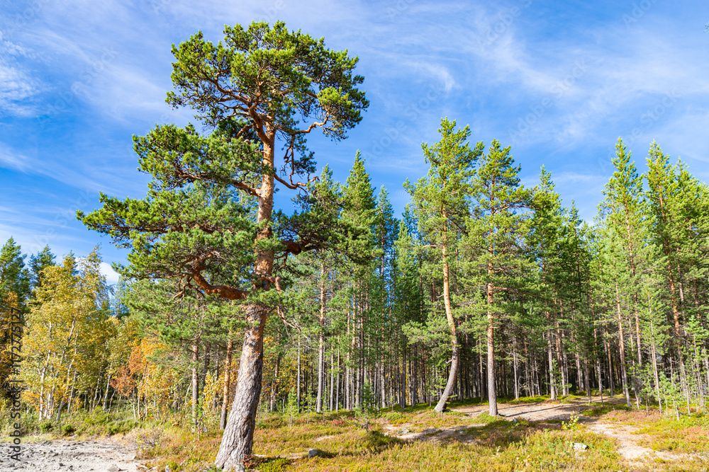 Fototapeta premium Pine forest near Imandra rail station. Early fall in russian arctic region. Murmansk region, Russia.