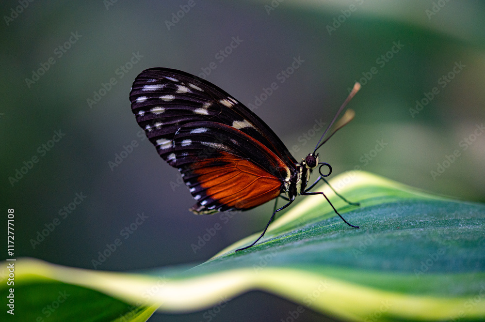 butterfly on leaf butterfly on leaf