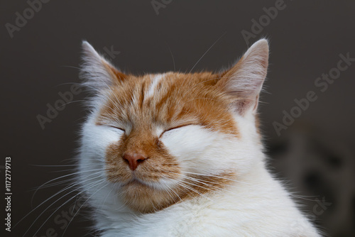 Portrait d'un chat roux et blanc aux yeux jaunes photo