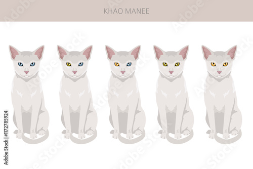 Khao Manee Cat clipart. All coat colors set.  All cat breeds characteristics infographic. Vector illustration