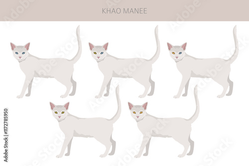 Khao Manee Cat clipart. All coat colors set.  All cat breeds characteristics infographic. Vector illustration