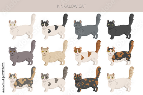 Kinkalow Cat clipart. All coat colors set.  All cat breeds characteristics infographic. Vector illustration