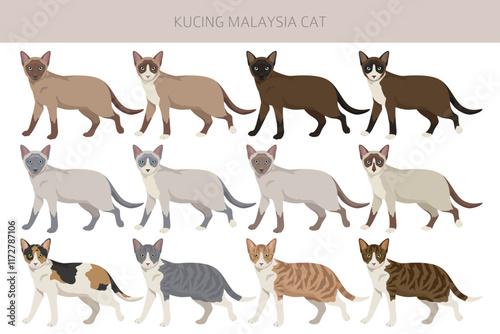 Kucing Malaysia cat clipart. All coat colors set.  All cat breeds characteristics infographic. Vector illustration