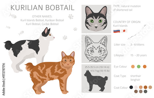Kurilian Bobtail Cat clipart. All coat colors set.  All cat breeds characteristics infographic. Vector illustration