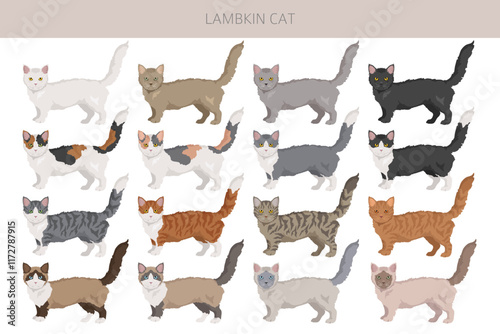Lambkin Cat clipart. All coat colors set.  All cat breeds characteristics infographic. Vector illustration