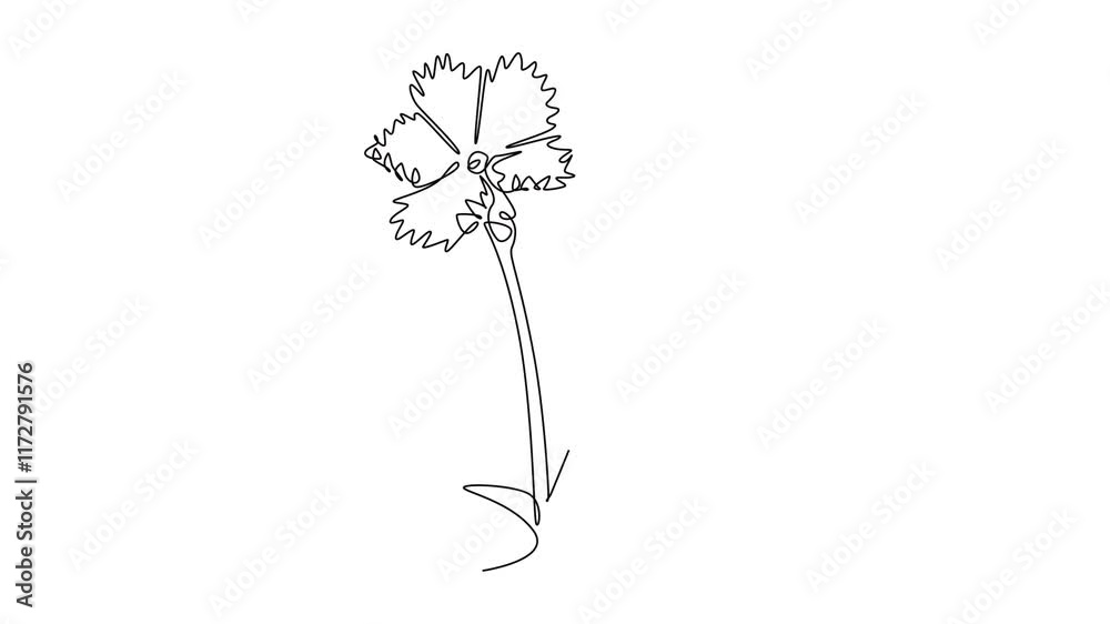 Animated self drawing of continuous line draw of beauty fresh dianthus for home wall decor art poster print. Decorative carnation flower concept for green park icon. Full length single line animation Animated self drawing of continuous line draw of beauty fresh dianthus for home wall decor art poster print. Decorative carnation flower concept for green park icon. Full length single line animation