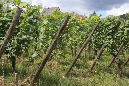 viñedos