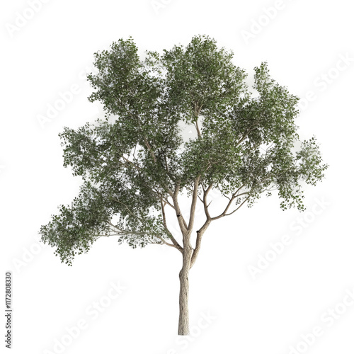 Obraz na płótnie Eucalyptus Tree: A realistic shot of a towering eucalyptus tree with vibrant green foliage and a textured trunk, against a clear background. Evoking a sense of the great outdoors. w salonie