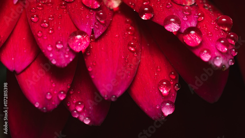 Red flower with water drops