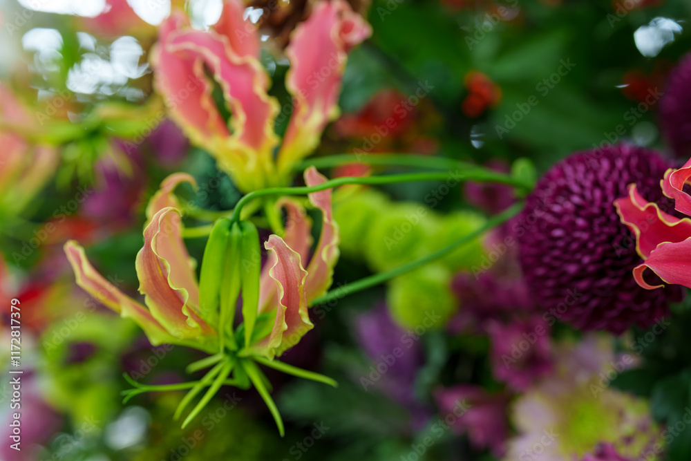 満開に咲くグロリオサの花、Glory lily、Flame lily 、Climbing lily 、Gloriosa superba 満開に咲くグロリオサの花、Glory lily、Flame lily 、Climbing lily 、Gloriosa superba