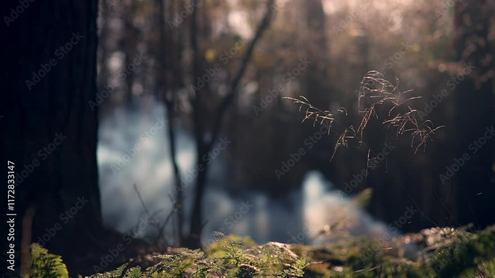 Serene Forest with Long Grass, Smoke, and Gorgeous Lighting Through Shadows Serene Forest with Long Grass, Smoke, and Gorgeous Lighting Through Shadows
