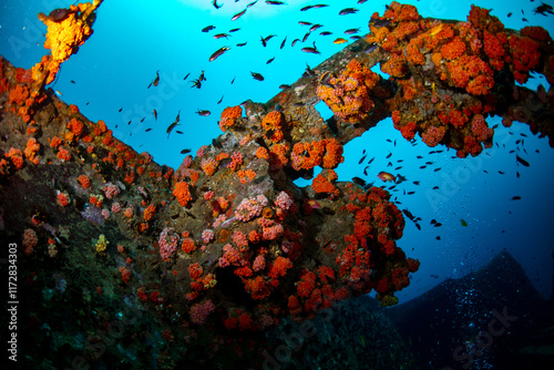 Foto Cargo wreck dive site