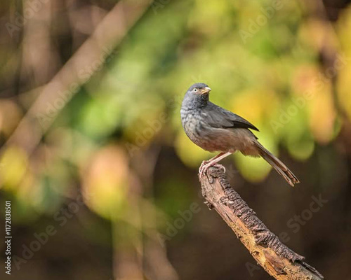 black headed woodpecker image,woodpecker image,bird image,setting brad image,small bird image,beautiful bird image,sparrow image