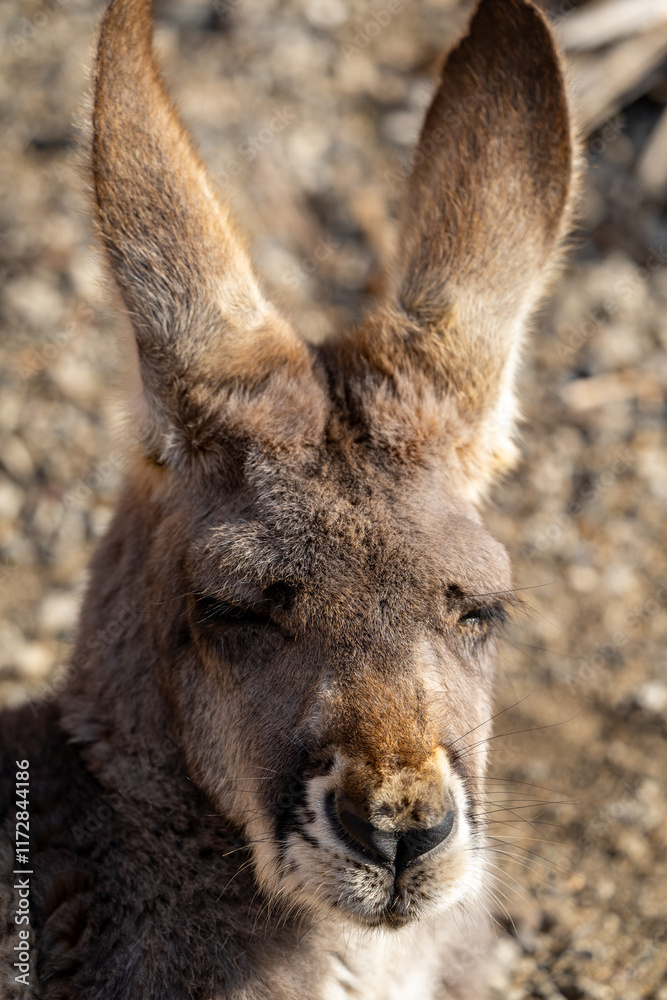 アカカンガルーの写真 アカカンガルーの写真