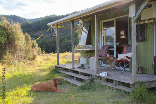 New Zealand hut or cabin in the wilderness with Rhodesian Ridgeback dog lying in the shade. Kaimanawa Ranges, central North Island. Base for hunting Sika deer. photo