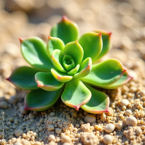 Small green succulent plant with rounded leaves on sandy soil, succulent, sullu spurge photo