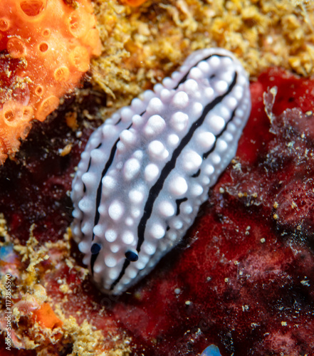 Nudibranch photo