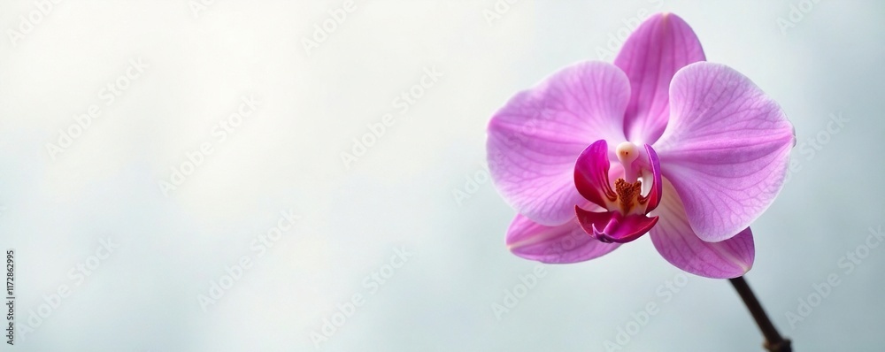 A single orchid bloom on a soft white foggy background, isolated object, orchids A single orchid bloom on a soft white foggy background, isolated object, orchids