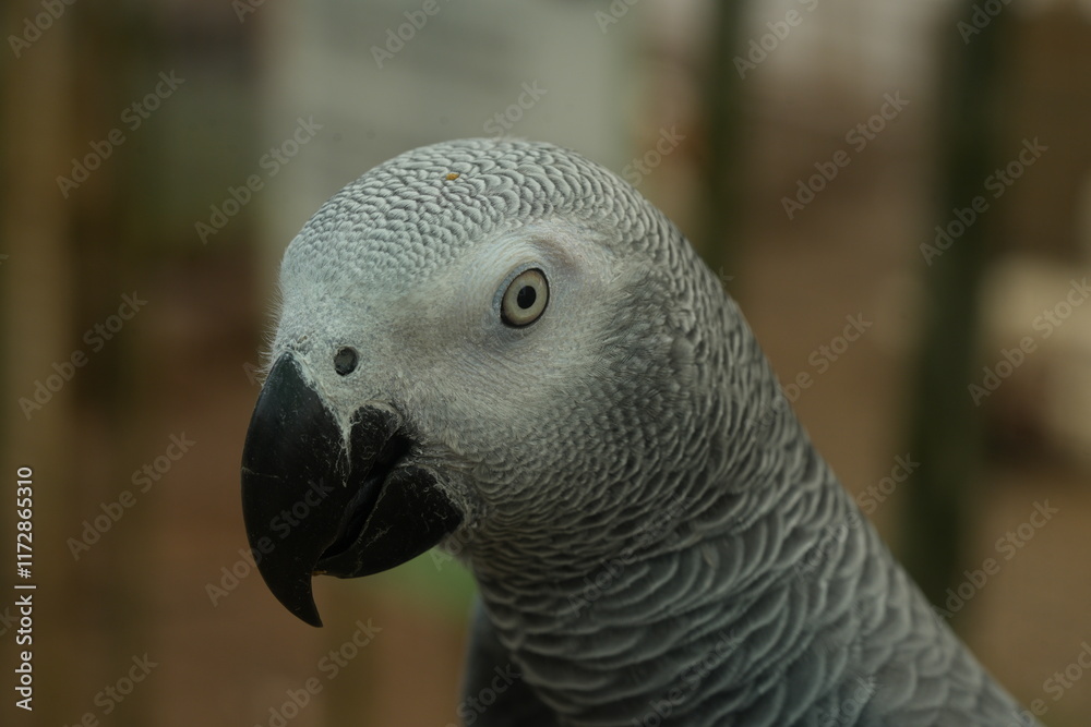 Obraz premium Psittacus erithacus, commonly known as the African grey parrot, is a species of parrot native to the rainforests of West and Central Africa. 
