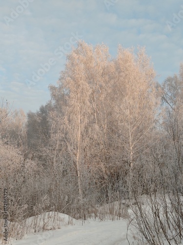 Wallpaper Mural A tree covered in snow with a bright sun shining on it Torontodigital.ca