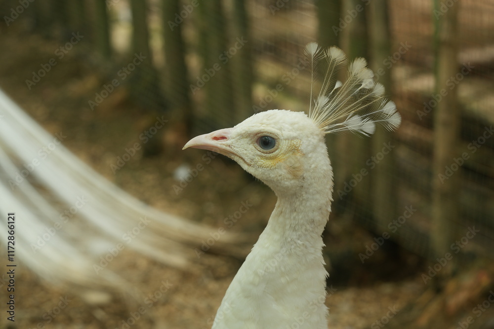 Close up portrait of elegant curious white peacock, head, neck, dark eye, pink spiky beak, crest, blurry green and brown background, park, stems of rosehip Close up portrait of elegant curious white peacock, head, neck, dark eye, pink spiky beak, crest, blurry green and brown background, park, stems of rosehip