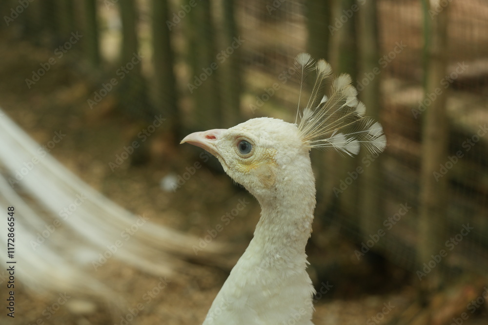 Close up portrait of elegant curious white peacock, head, neck, dark eye, pink spiky beak, crest, blurry green and brown background, park, stems of rosehip Close up portrait of elegant curious white peacock, head, neck, dark eye, pink spiky beak, crest, blurry green and brown background, park, stems of rosehip