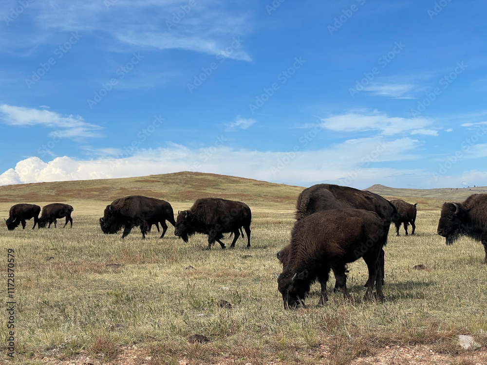 American buffalo, Custer State Park, South Dakota, USA American buffalo, Custer State Park, South Dakota, USA