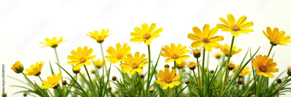 Fototapeta premium Yellow senecio flowers in full bloom isolated on white, background, nature, beautiful