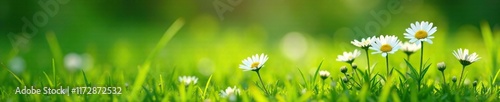 Daisies growing in a lush green lawn with tall grass, green grass, Bellis perennis, garden photo