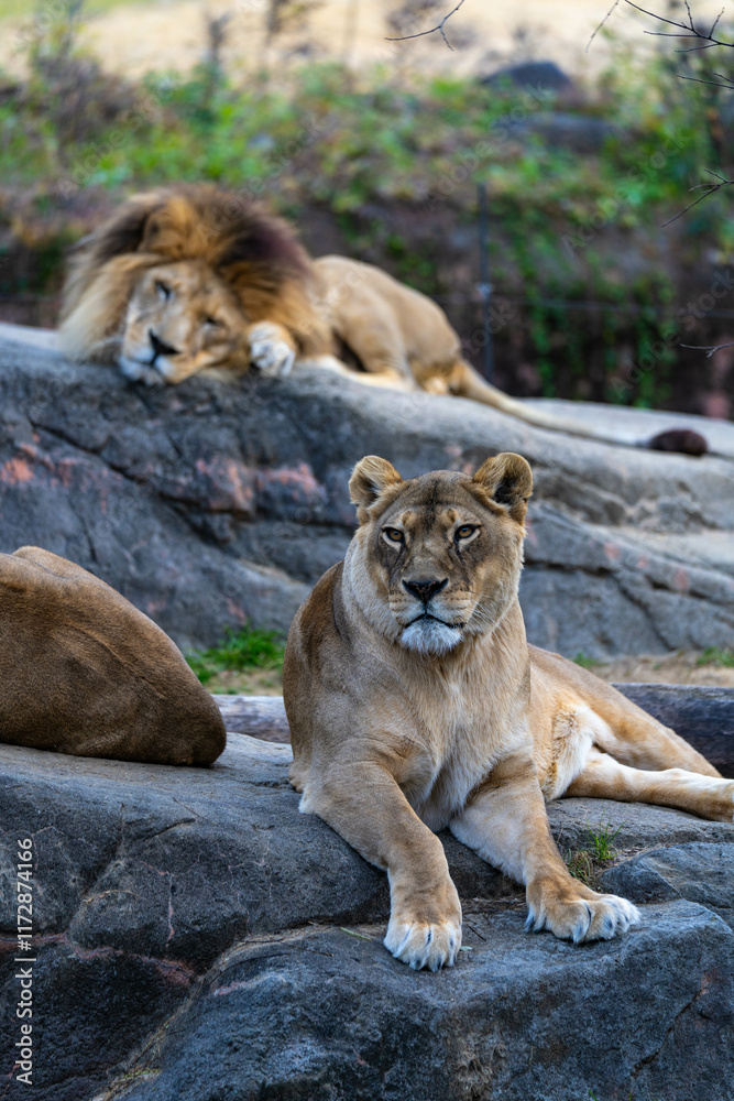 Obraz premium 動物園の日常
