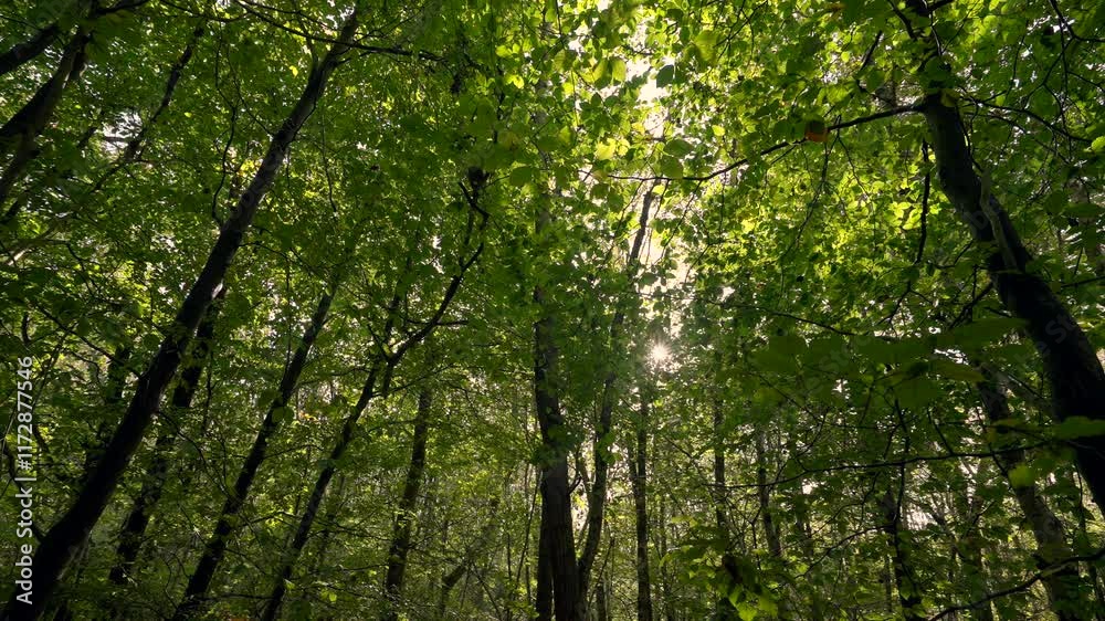 Lush Green Forest with Towering Trees in the Background Lush Green Forest with Towering Trees in the Background