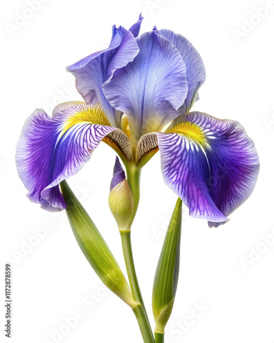 Exquisite Iris Florentina Blossom