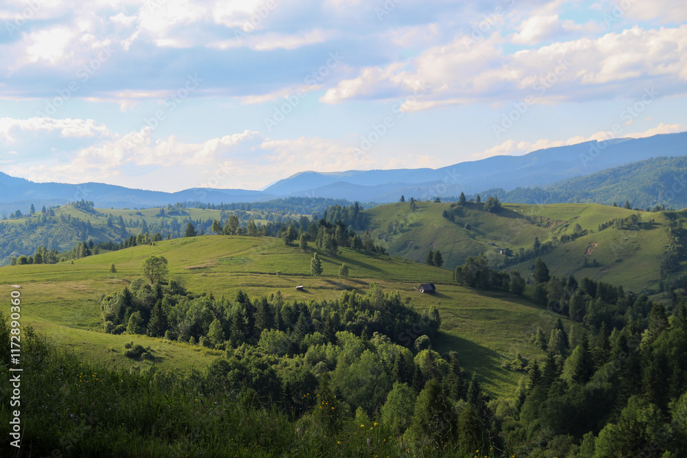 Fototapeta premium landscape with trees