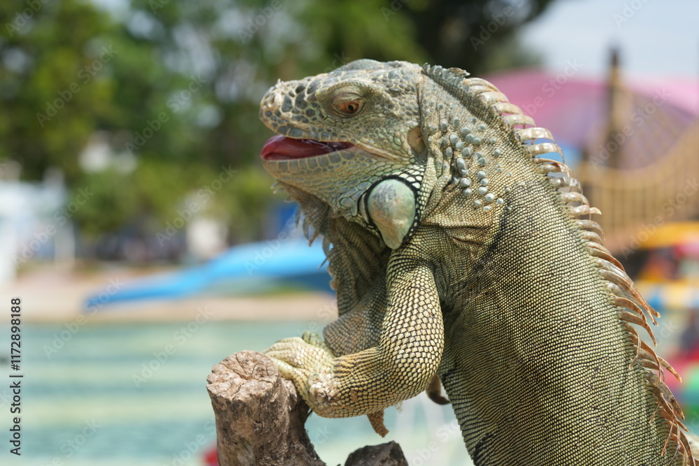 Obraz premium The iguana is a type of large lizard belonging to the family Iguanidae, which is found primarily in the Americas. They are known for their long tails, spiny crests, and robust, muscular bodies.