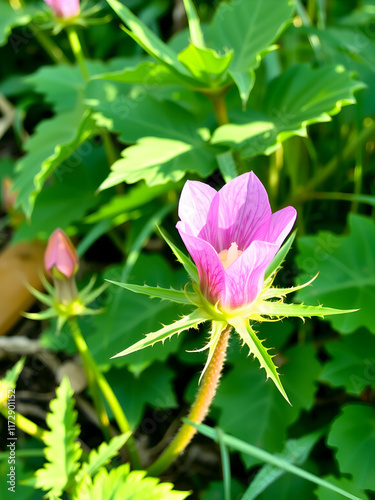 Blossom of Comarum palustre, the purple marshlocks photo