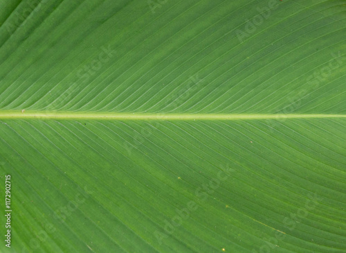 Green banana leaf full frame background texture