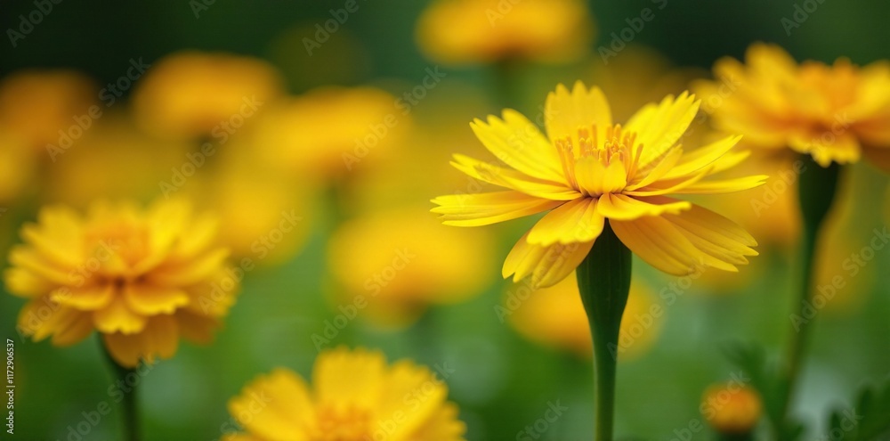 Bright yellow marigold flowers blooming in a garden, marigold, sunny, garden flowers Bright yellow marigold flowers blooming in a garden, marigold, sunny, garden flowers