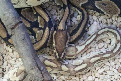 Python regius, commonly known as the ball python or royal python, is a species of non-venomous constrictor snake native to sub-Saharan Africa. It is one of the most popular pet snake species worldwide photo