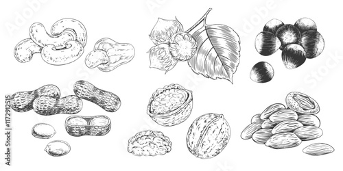 Set of nuts in sketch style. Collection of  hand drawn almond, cashew, hazelnut, peanut, walnut. Black and white engraved illustration