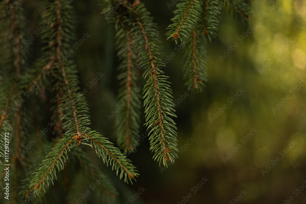 background, branches of a coniferous tree close up background, branches of a coniferous tree close up