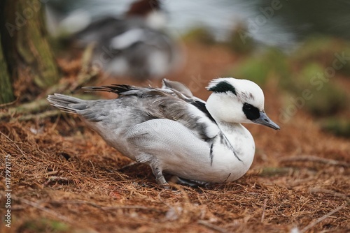 A close-up photo of a black and white male smew duck with a blurred pond background. photo