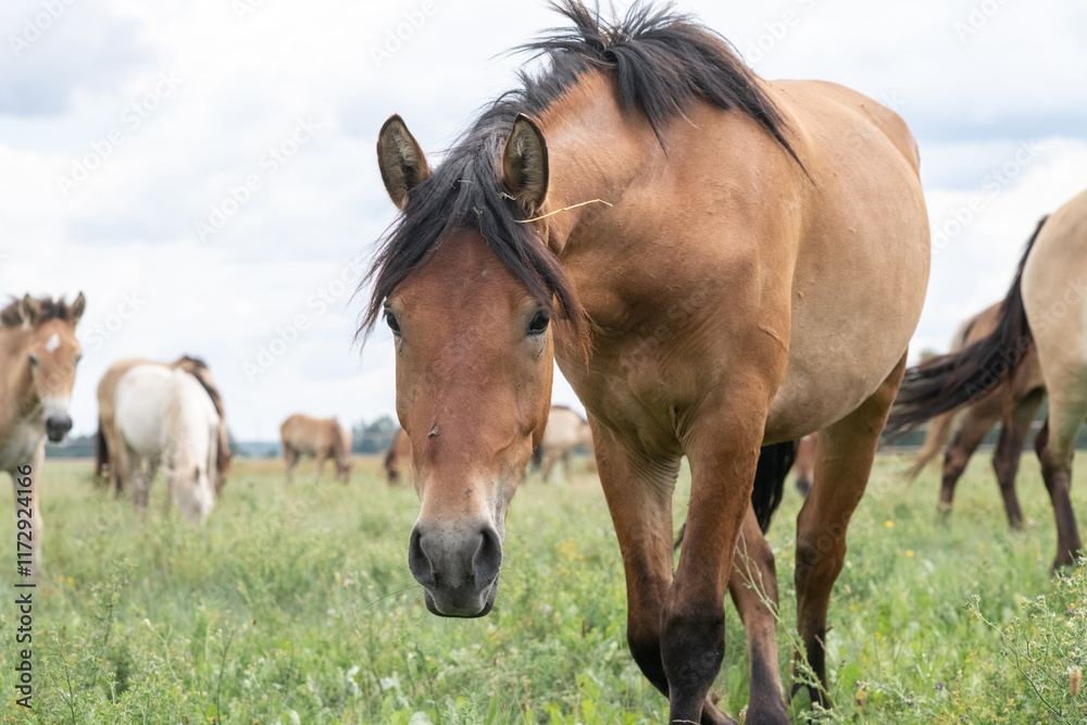 Beautiful purebred horses on a horse farm in summer. Beautiful purebred horses on a horse farm in summer.