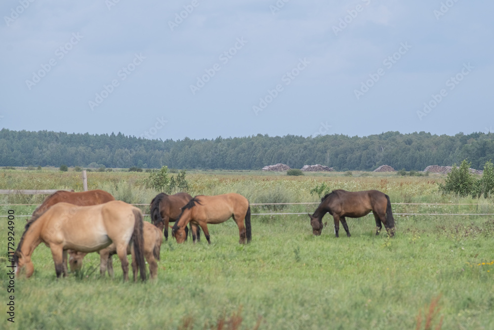 Beautiful purebred horses on a horse farm in summer. Beautiful purebred horses on a horse farm in summer.