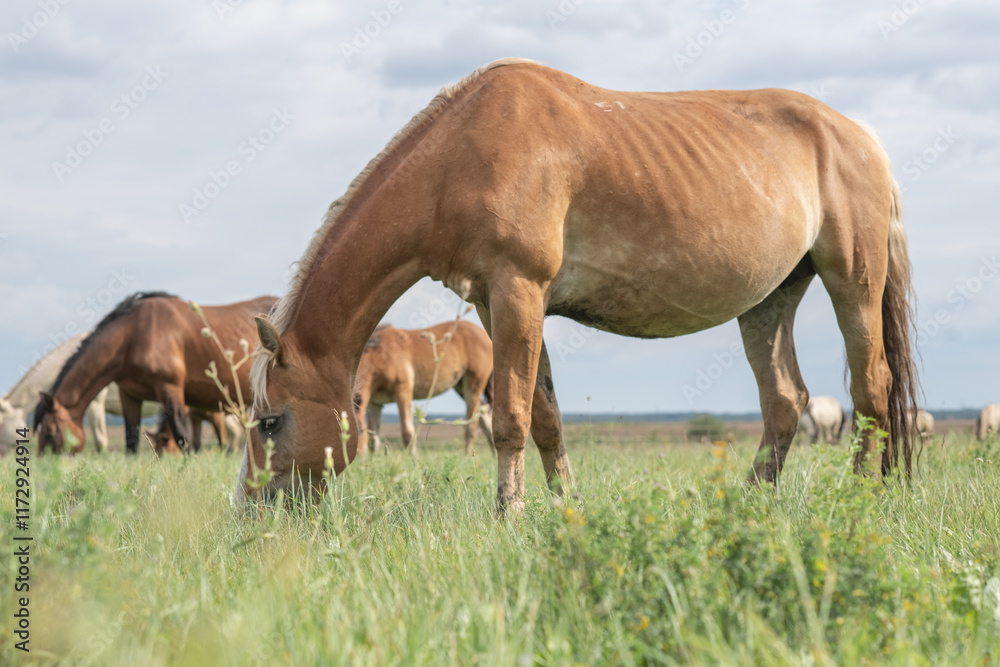 Beautiful purebred horses on a horse farm in summer. Beautiful purebred horses on a horse farm in summer.