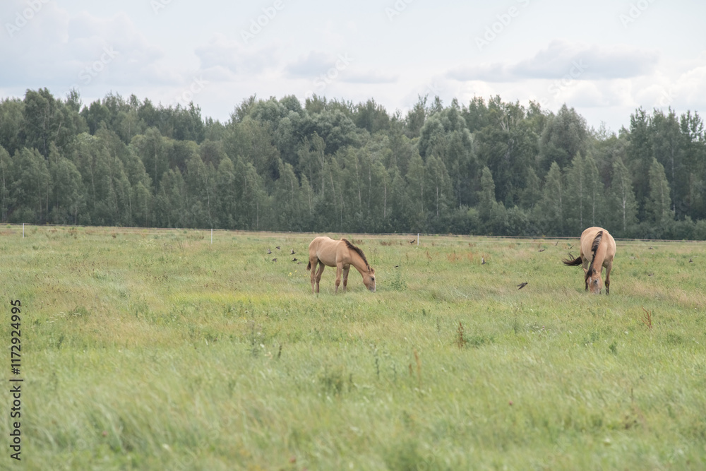 Beautiful purebred horses on a horse farm in summer. Beautiful purebred horses on a horse farm in summer.