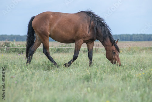Beautiful purebred horses on a horse farm in summer.