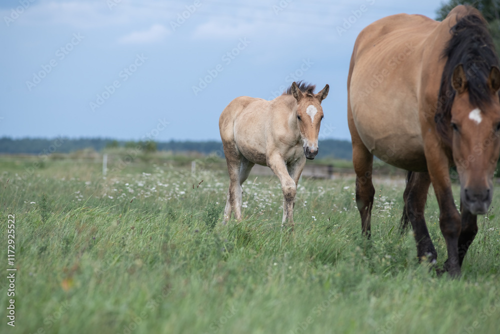 Beautiful purebred horses on a horse farm in summer. Beautiful purebred horses on a horse farm in summer.