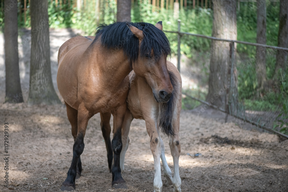 Obraz premium Beautiful purebred horses on a horse farm in summer.